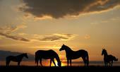 Tucson Horse Property 250