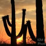 desert living in Tucson AZ