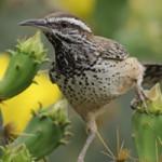 Cactus wren 