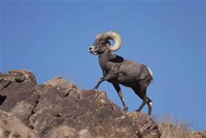 Bighorn Sheep