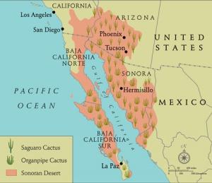 saguaro cactus map of where they grow