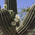 blog post Homes near National Parks in Tucson AZ
