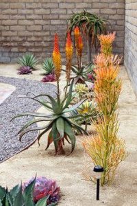 xeriscape tucson home landscaping idea
