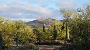Desert landscape with tall saguaro cacti and the Catalina Mountains under a partly cloudy sky