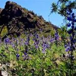 Spring In Tucson