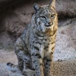 Tucson wildlife bobcat