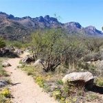 Hiking Tucson Trails