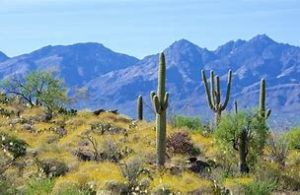 House among greenery, cacti, and mountains near Tucson&rsquo;s National Parks.